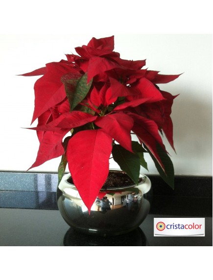 Ensaladera/ Maceta Burbuja Plata